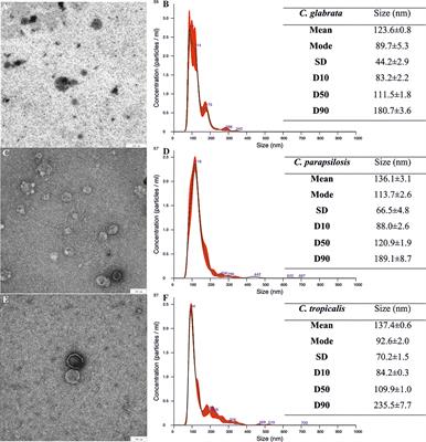 Insight Into the Properties and Immunoregulatory Effect of Extracellular Vesicles Produced by Candida glabrata, Candida parapsilosis, and Candida tropicalis Biofilms